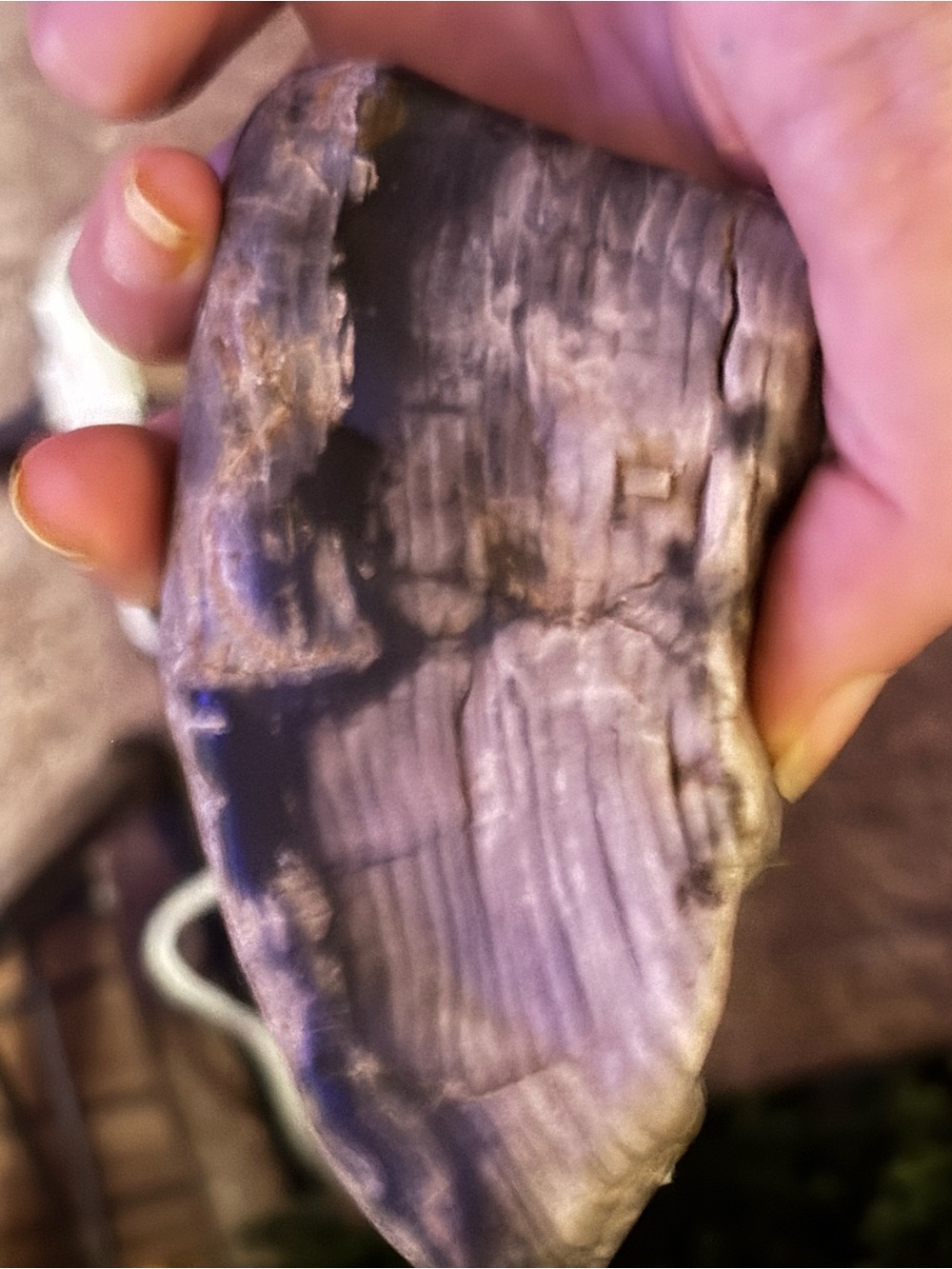 Petrified Oak
